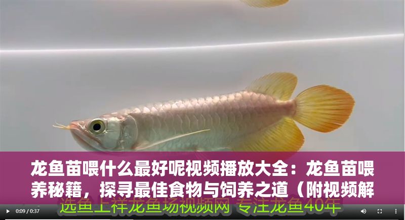 龍魚苗喂什么最好呢視頻播放大全：龍魚苗喂養秘籍，探尋最佳食物與飼養之道（附視頻解析）