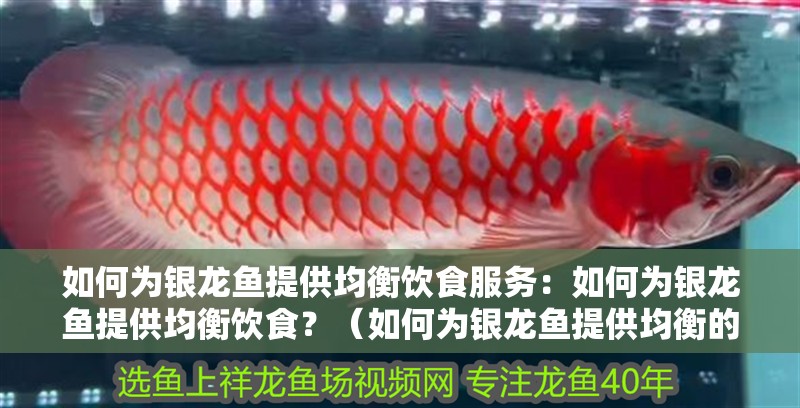 如何為銀龍魚提供均衡飲食服務：如何為銀龍魚提供均衡飲食？（如何為銀龍魚提供均衡的飲食）