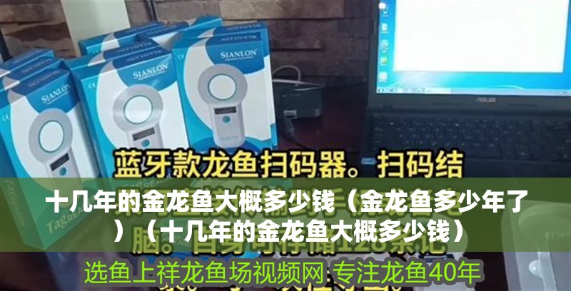 十幾年的金龍魚大概多少錢（金龍魚多少年了）（十幾年的金龍魚大概多少錢）