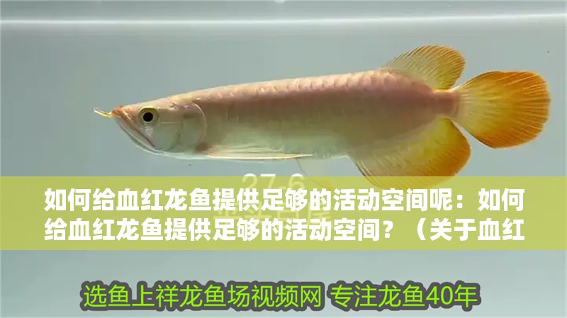 如何給血紅龍魚提供足夠的活動(dòng)空間呢：如何給血紅龍魚提供足夠的活動(dòng)空間？（關(guān)于血紅龍魚的飼養(yǎng)）