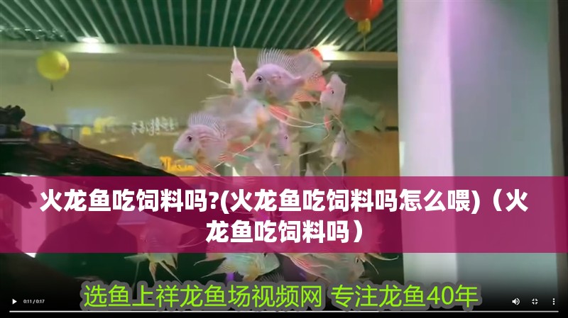 火龍魚吃飼料嗎?(火龍魚吃飼料嗎怎么喂)（火龍魚吃飼料嗎）