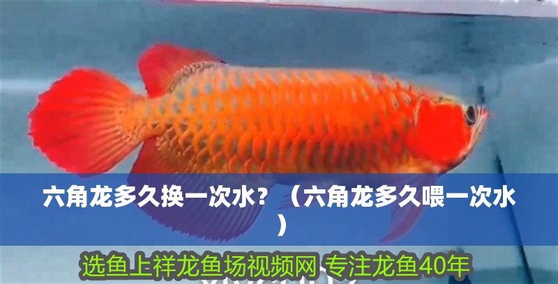 六角龍多久換一次水？（六角龍多久喂一次水）