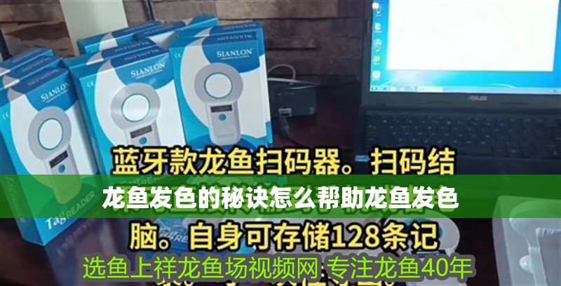 龍魚發色的秘訣怎么幫助龍魚發色