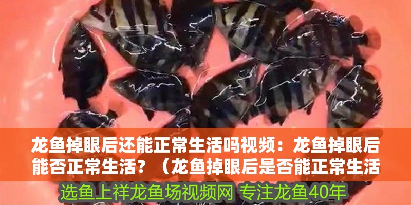 龍魚掉眼后還能正常生活嗎視頻：龍魚掉眼后能否正常生活？（龍魚掉眼后是否能正常生活）