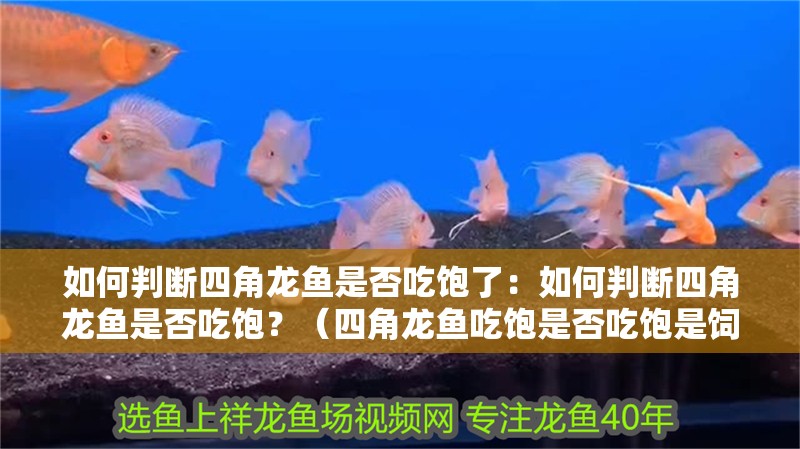 如何判斷四角龍魚是否吃飽了：如何判斷四角龍魚是否吃飽？（四角龍魚吃飽是否吃飽是飼養者關心的）