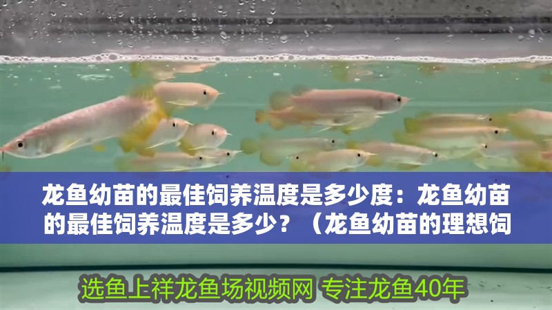 龍魚幼苗的最佳飼養溫度是多少度：龍魚幼苗的最佳飼養溫度是多少？（龍魚幼苗的理想飼養溫度）