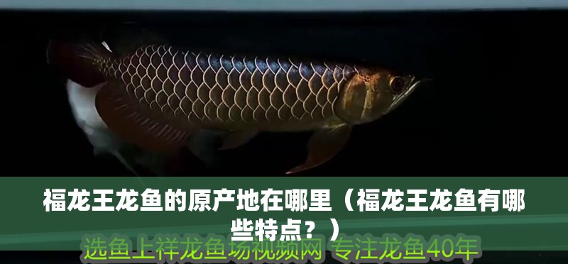 福龍王龍魚的原產(chǎn)地在哪里（福龍王龍魚有哪些特點？）