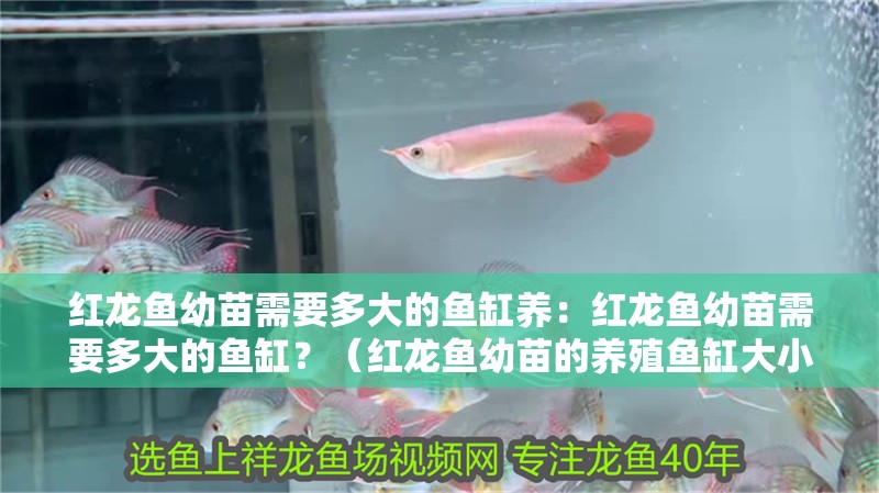 紅龍魚幼苗需要多大的魚缸養(yǎng)：紅龍魚幼苗需要多大的魚缸？（紅龍魚幼苗的養(yǎng)殖魚缸大小）