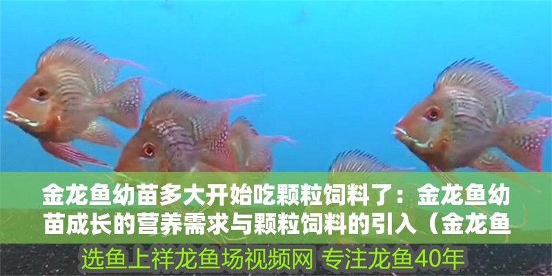 金龍魚幼苗多大開始吃顆粒飼料了：金龍魚幼苗成長的營養(yǎng)需求與顆粒飼料的引入（金龍魚幼苗從多大開始吃顆粒飼料）