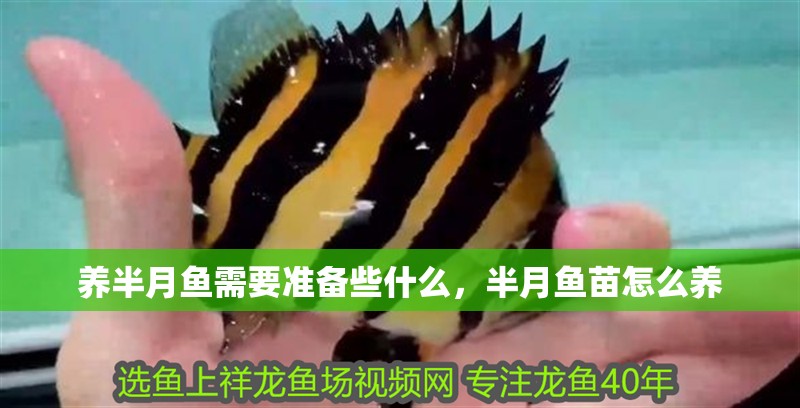 養(yǎng)半月魚(yú)需要準(zhǔn)備些什么，半月魚(yú)苗怎么養(yǎng)