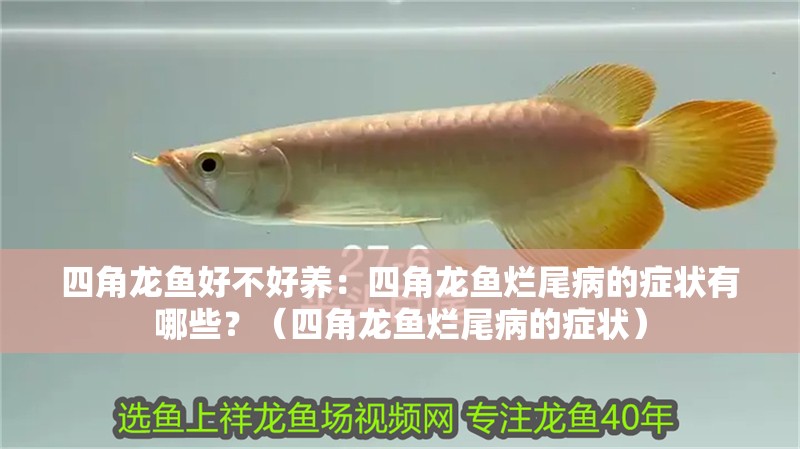 四角龍魚好不好養：四角龍魚爛尾病的癥狀有哪些？（四角龍魚爛尾病的癥狀）