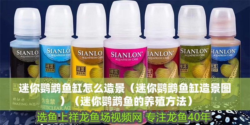 迷你鸚鵡魚缸怎么造景（迷你鸚鵡魚缸造景圖）（迷你鸚鵡魚的養殖方法）