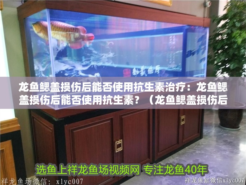 龍魚鰓蓋損傷后能否使用抗生素治療：龍魚鰓蓋損傷后能否使用抗生素？（龍魚鰓蓋損傷后可以使用抗生素嗎？）