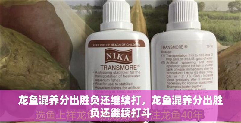 龍魚混養分出勝負還繼續打，龍魚混養分出勝負還繼續打斗