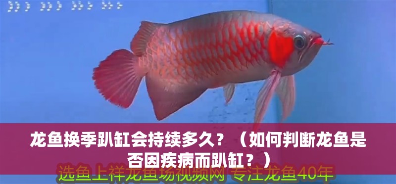龍魚換季趴缸會持續多久？（如何判斷龍魚是否因疾病而趴缸？）
