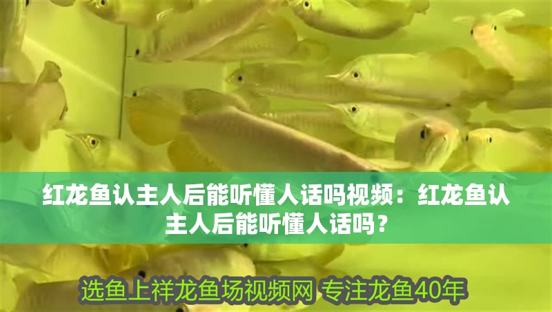 紅龍魚認主人后能聽懂人話嗎視頻：紅龍魚認主人后能聽懂人話嗎？