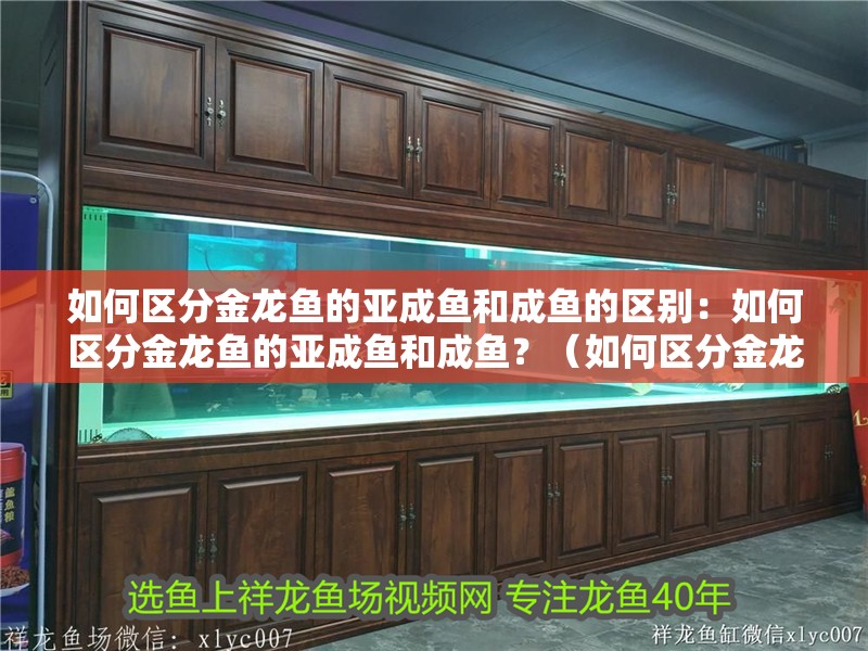 如何區(qū)分金龍魚的亞成魚和成魚的區(qū)別：如何區(qū)分金龍魚的亞成魚和成魚？（如何區(qū)分金龍魚的亞成魚和成魚）