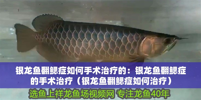 銀龍魚翻鰓癥如何手術(shù)治療的：銀龍魚翻鰓癥的手術(shù)治療（銀龍魚翻鰓癥如何治療）
