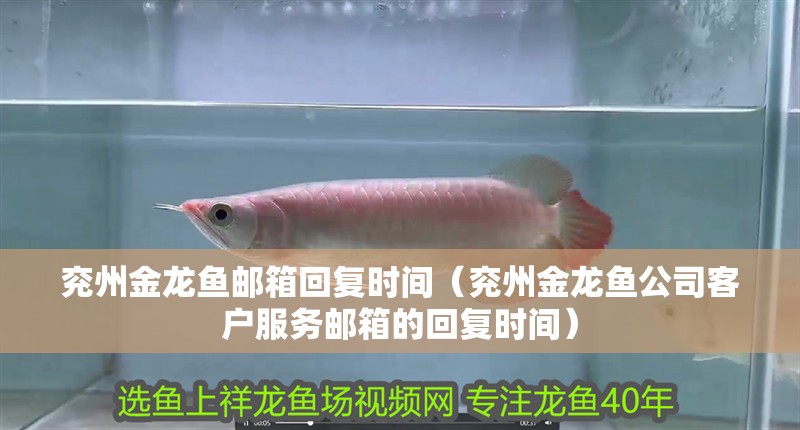 兗州金龍魚郵箱回復時間（兗州金龍魚公司客戶服務郵箱的回復時間）