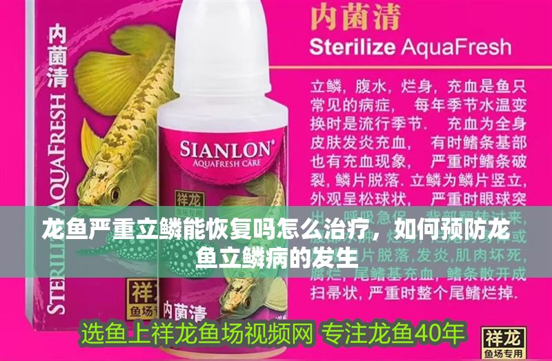 龍魚嚴重立鱗能恢復嗎怎么治療，如何預防龍魚立鱗病的發生