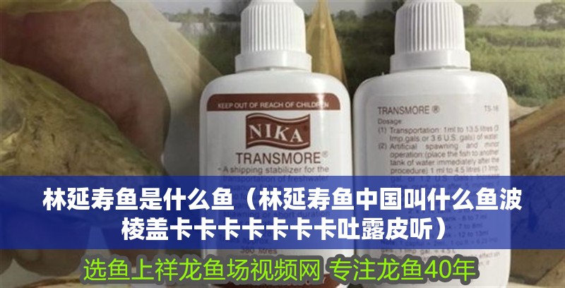 林延壽魚是什么魚（林延壽魚中國叫什么魚波棱蓋卡卡卡卡卡卡卡吐露皮聽）