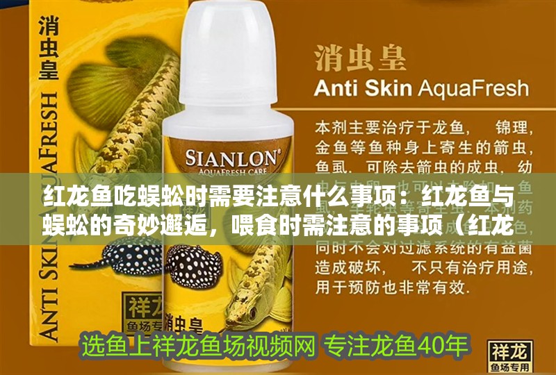 紅龍魚吃蜈蚣時需要注意什么事項：紅龍魚與蜈蚣的奇妙邂逅，喂食時需注意的事項（紅龍魚與蜈蚣之間的“邂逅”）