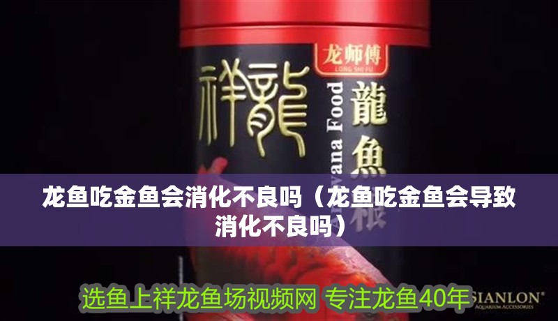 龍魚吃金魚會消化不良嗎（龍魚吃金魚會導致消化不良嗎）