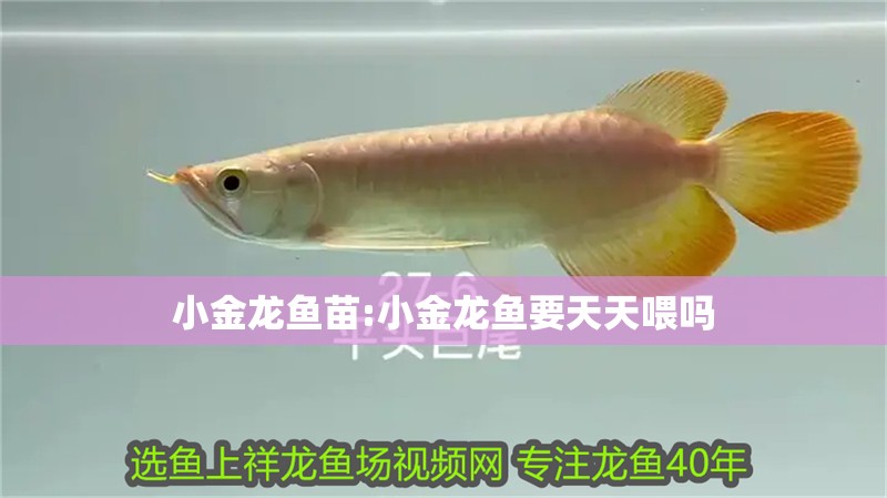 小金龍魚苗:小金龍魚要天天喂嗎