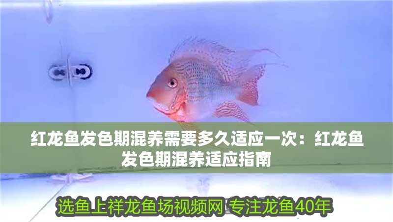 紅龍魚發色期混養需要多久適應一次：紅龍魚發色期混養適應指南