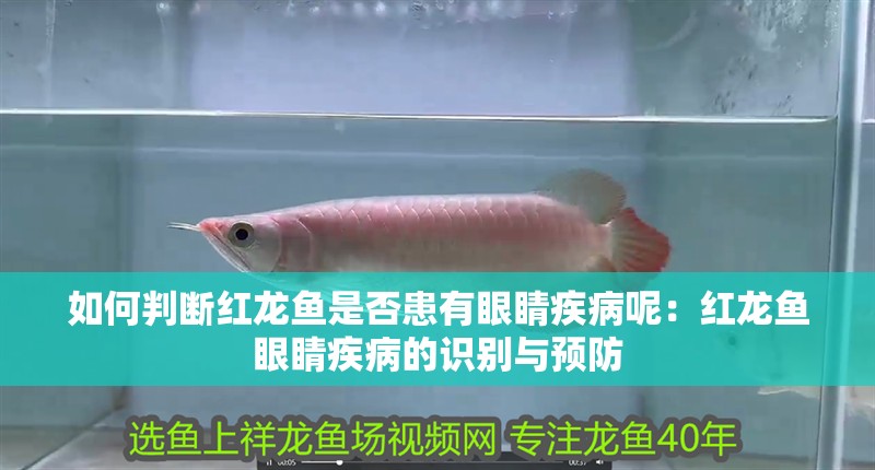 龍魚干蝦有營養嗎 如何判斷紅龍魚是否患有眼睛疾病呢:紅龍魚眼睛疾病的識別與預防 水族問答 如何判斷紅龍魚是否患有眼睛疾病呢:紅龍魚眼睛疾病的識別與預防 如何判斷紅龍魚是否患有眼睛疾病呢:紅龍魚眼睛疾病的識別與預防 水族問答