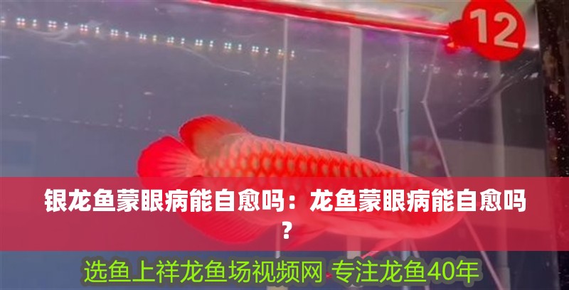 銀龍魚蒙眼病能自愈嗎：龍魚蒙眼病能自愈嗎？
