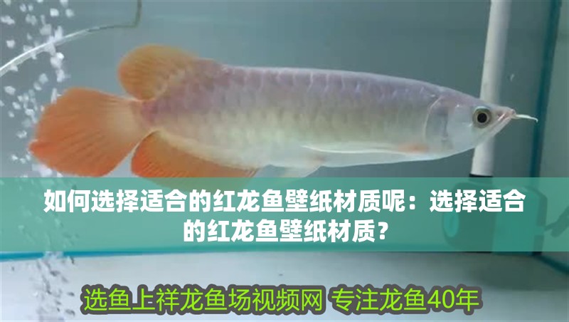 如何選擇適合的紅龍魚壁紙材質(zhì)呢：選擇適合的紅龍魚壁紙材質(zhì)？