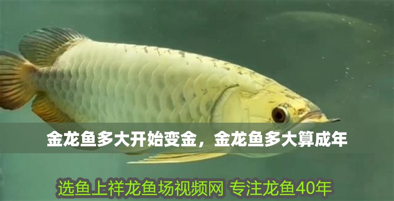 金龍魚多大開始變金，金龍魚多大算成年