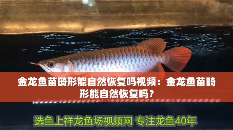 金龍魚苗畸形能自然恢復嗎視頻：金龍魚苗畸形能自然恢復嗎？