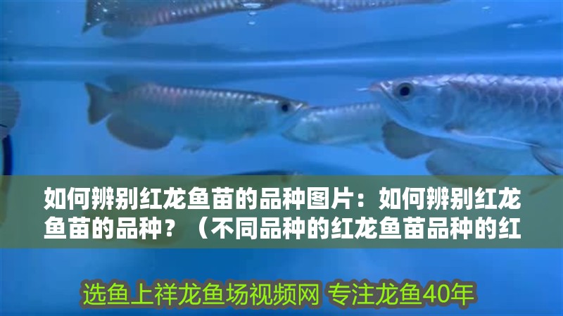 如何辨別紅龍魚苗的品種圖片：如何辨別紅龍魚苗的品種？（不同品種的紅龍魚苗品種的紅龍魚苗品種的技巧和技巧）