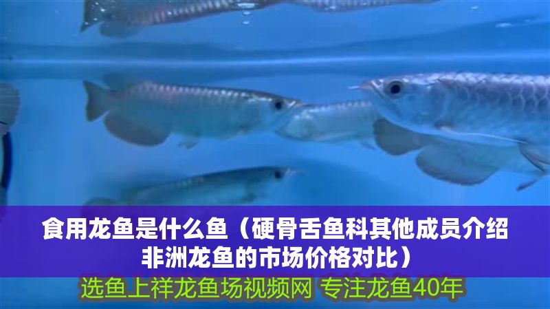 食用龍魚是什么魚（硬骨舌魚科其他成員介紹非洲龍魚的市場價格對比）