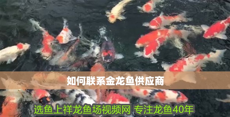 如何聯系金龍魚供應商