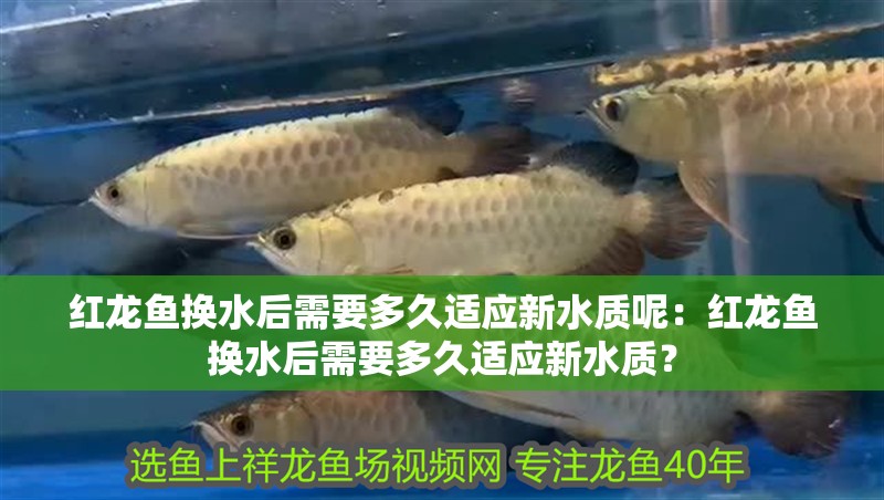 紅龍魚換水后需要多久適應新水質呢：紅龍魚換水后需要多久適應新水質？