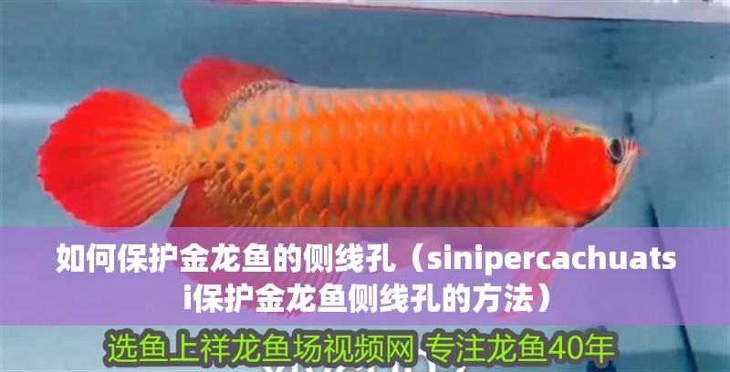 如何保護(hù)金龍魚(yú)的側(cè)線孔（sinipercachuatsi保護(hù)金龍魚(yú)側(cè)線孔的方法）