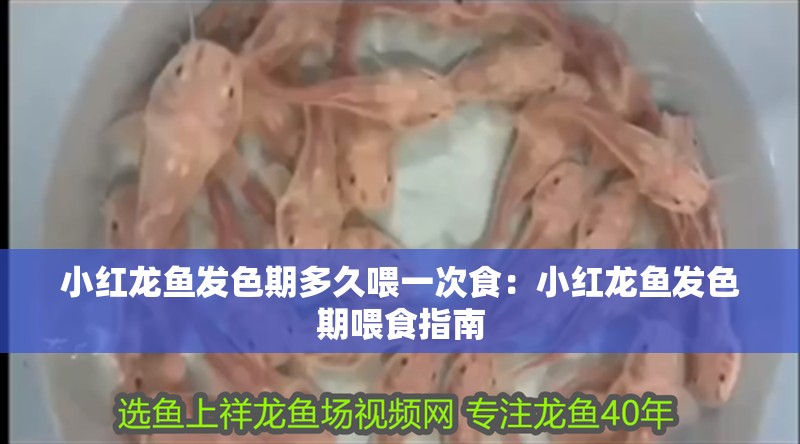 小紅龍魚發色期多久喂一次食：小紅龍魚發色期喂食指南