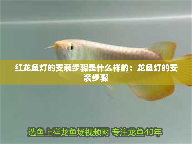 紅龍魚燈的安裝步驟是什么樣的：龍魚燈的安裝步驟