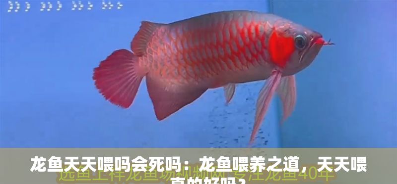 龍魚天天喂嗎會死嗎：龍魚喂養之道，天天喂，真的好嗎？
