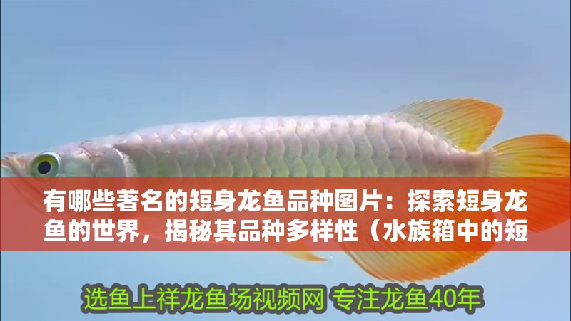 有哪些著名的短身龍魚(yú)品種圖片：探索短身龍魚(yú)的世界，揭秘其品種多樣性（水族箱中的短身龍魚(yú)品種：短身龍魚(yú)品種的飼養(yǎng)要求）