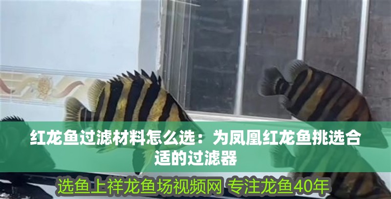 紅龍魚過濾材料怎么選：為鳳凰紅龍魚挑選合適的過濾器