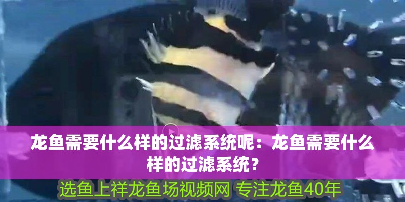 龍魚需要什么樣的過濾系統呢：龍魚需要什么樣的過濾系統？