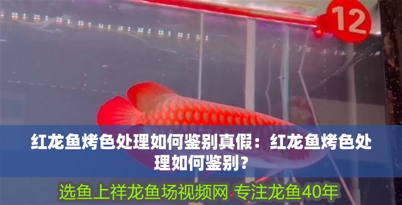紅龍魚烤色處理如何鑒別真假：紅龍魚烤色處理如何鑒別？ 紅龍魚烤色處理如何鑒別真假：紅龍魚烤色處理如何鑒別？ 水族問答