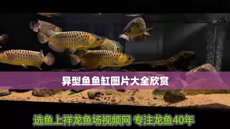 異型魚(yú)魚(yú)缸圖片大全欣賞