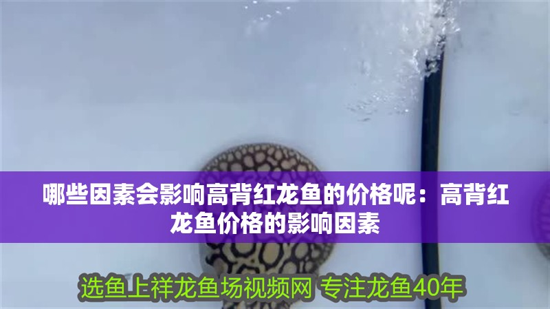 哪些因素會影響高背紅龍魚的價格呢：高背紅龍魚價格的影響因素