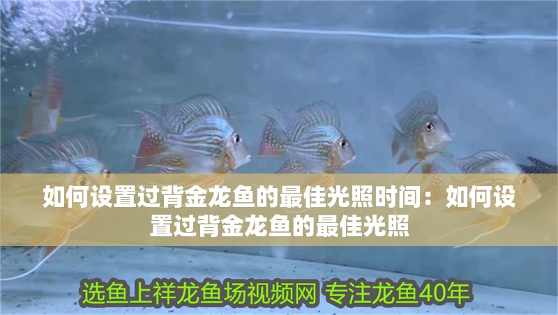 如何設置過背金龍魚的最佳光照時間：如何設置過背金龍魚的最佳光照