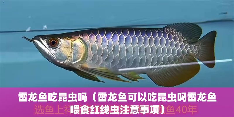雷龍魚吃昆蟲嗎（雷龍魚可以吃昆蟲嗎雷龍魚喂食紅線蟲注意事項）